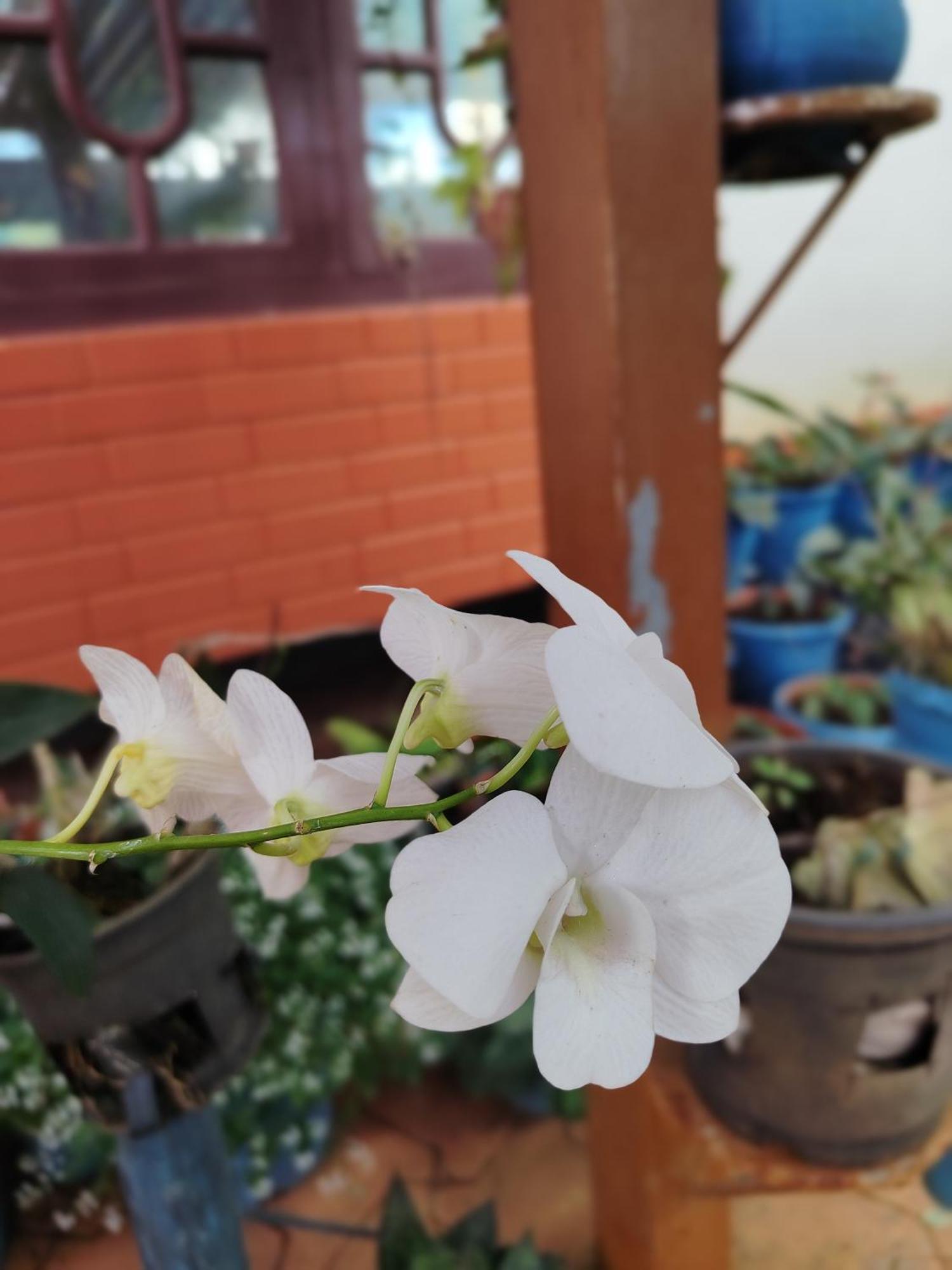 Shivalaya Homestay, Madikeri Siddāpur Екстериор снимка